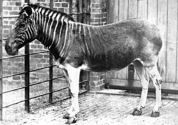 The-Quagga-is-an-extinct-subspecies-of-the-plains-zebra